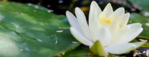 Photo of a white waterlily